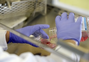 medical scientist working with chemicals